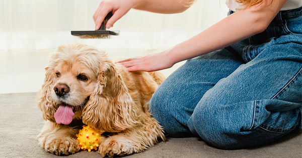Todo para el bienestar de tu mascota